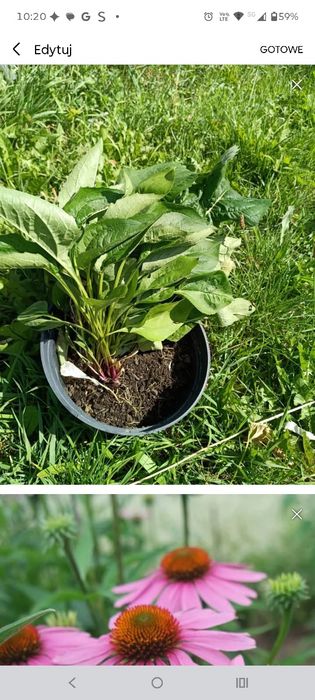 Jeżówka sadzonki kopane z gruntu