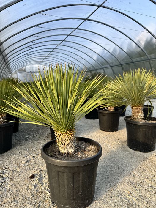 Juka Rostrata Yucca Rostrata 85 cm