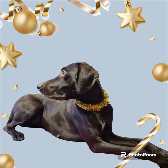 Курцхаар дівчинка чекає нареченого