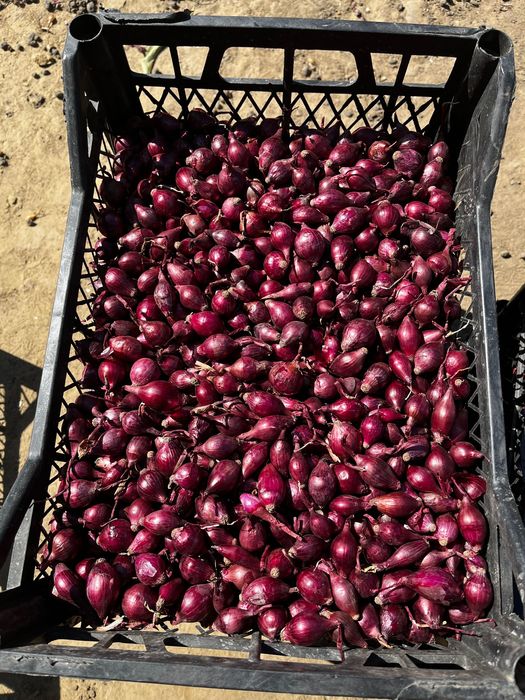 Лук севок ОПТ 2025