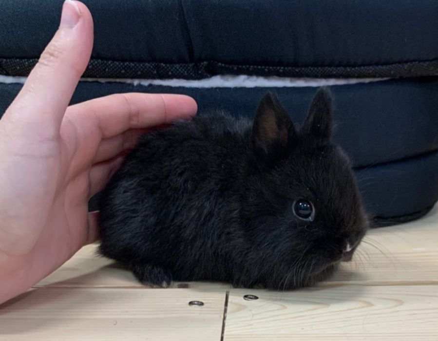 KIT Coelhos anões mini holandês e mini teddy desparasitados