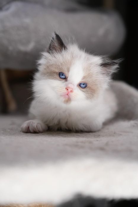 Ragdoll kocurki i kotki  Wystawowo-Hodowlany  FPL