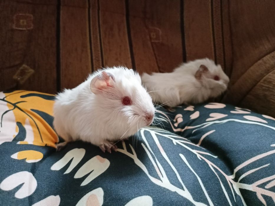 Świnki morskie rozetki rzadkie białe