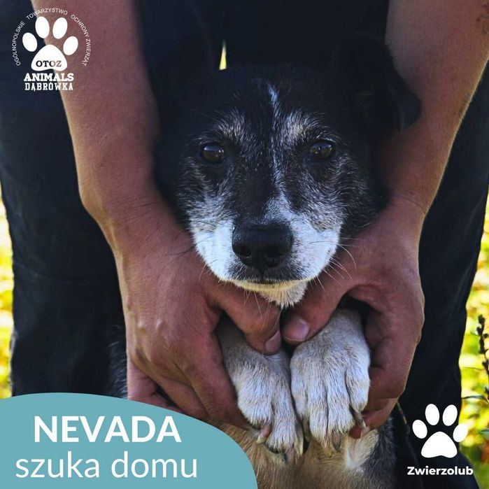 Nevada szuka domu!