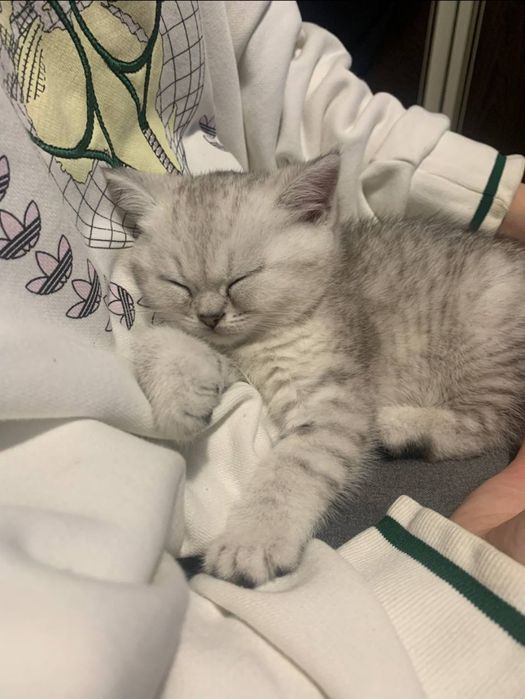 Кошенята срібної шиншили