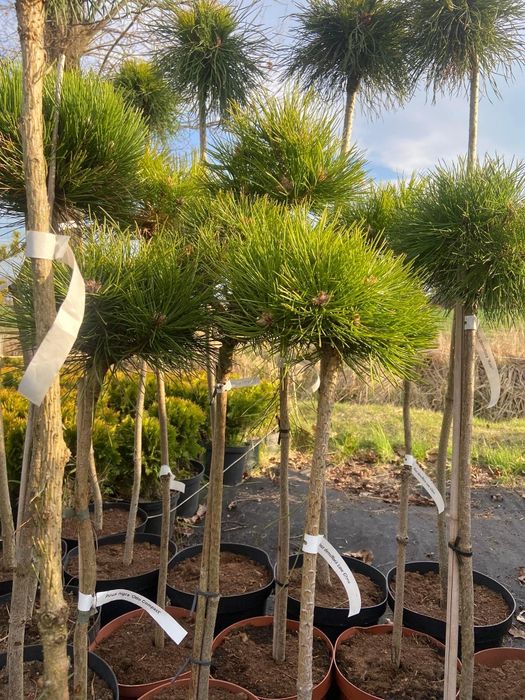 Drzewka na pniu, tuje formowane, sosny na pniu PROMOCJA.