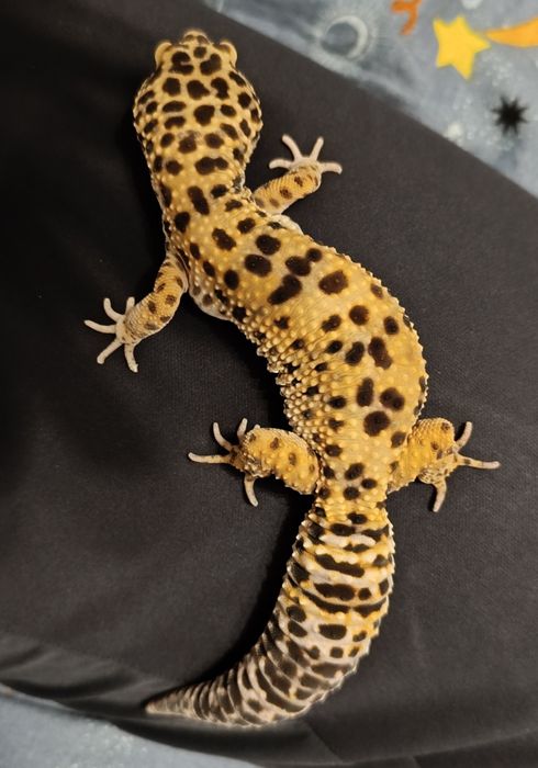 Gekon lamparci, duży piękny zdrowy samiec