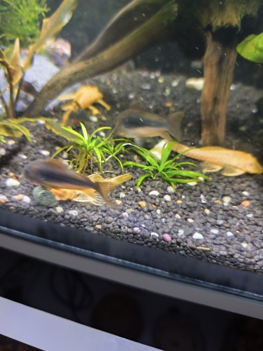 Kirysy spiżowe dorosłe sztuki 2 letnie