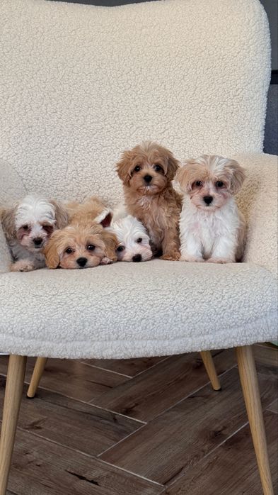 Цуценята Мальтіпу