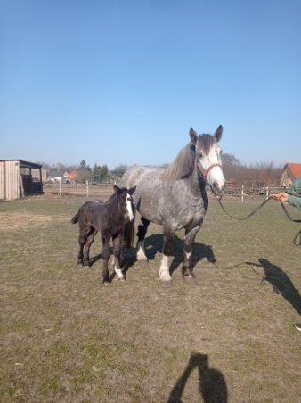 Sprzedam klacz ze żrebakiem