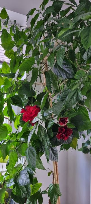 Róża chińska (hibiskus) - cięte sadzonki