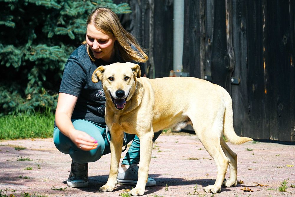 IDEAŁ - piękny psiak w typie labradora