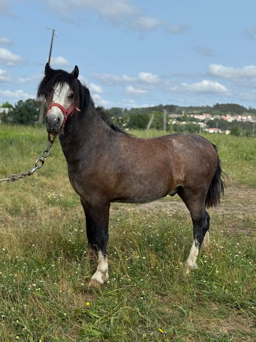 Pónei Welsh macho