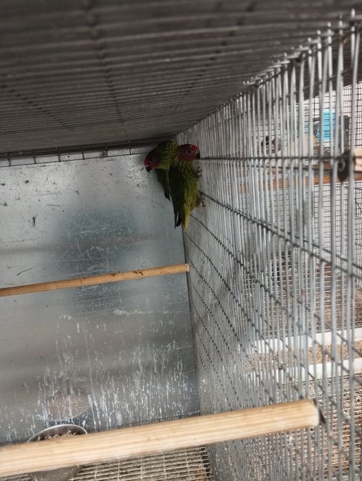 Loris goldie casal com um filho