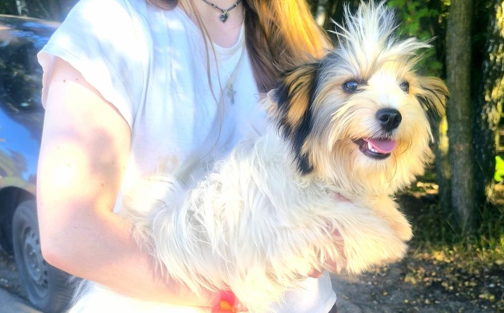 Підрощена дівчинка Бівер йоркширський тер'єр