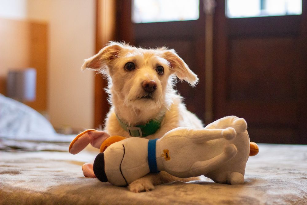 kit profissional canôn 1200D