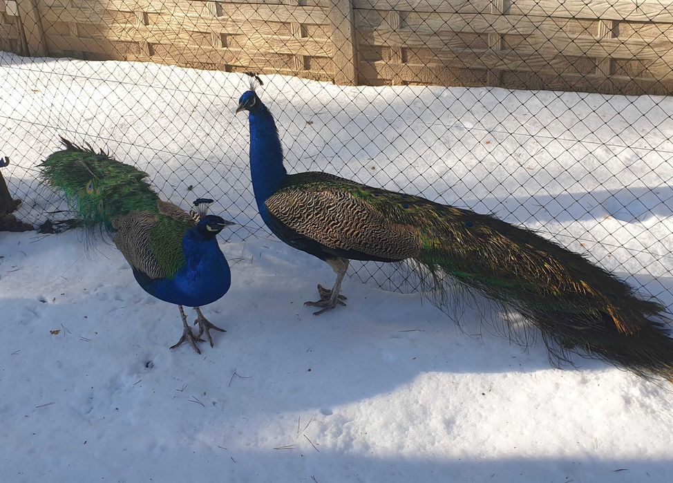 sprzedam lub zamienię pawia na pawice