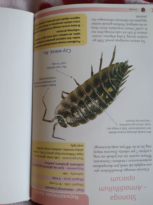 Atlas niezwykłych owadów.