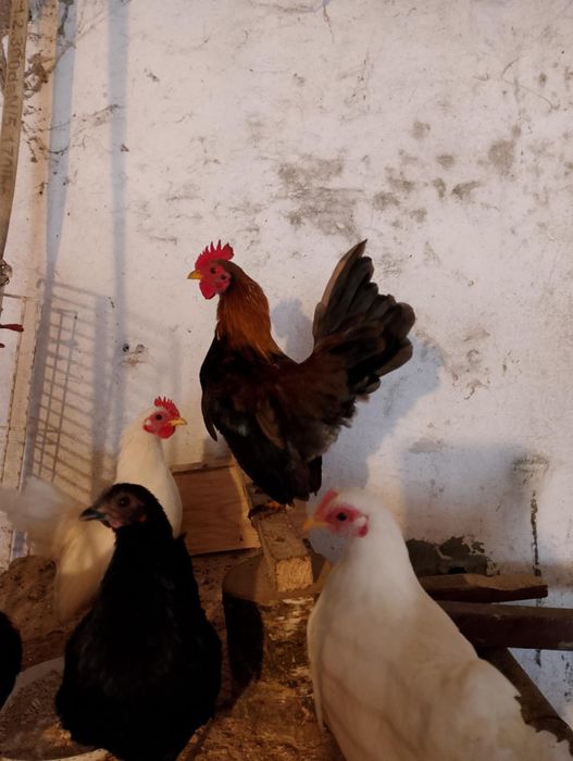 Koguty Serama,Seramy