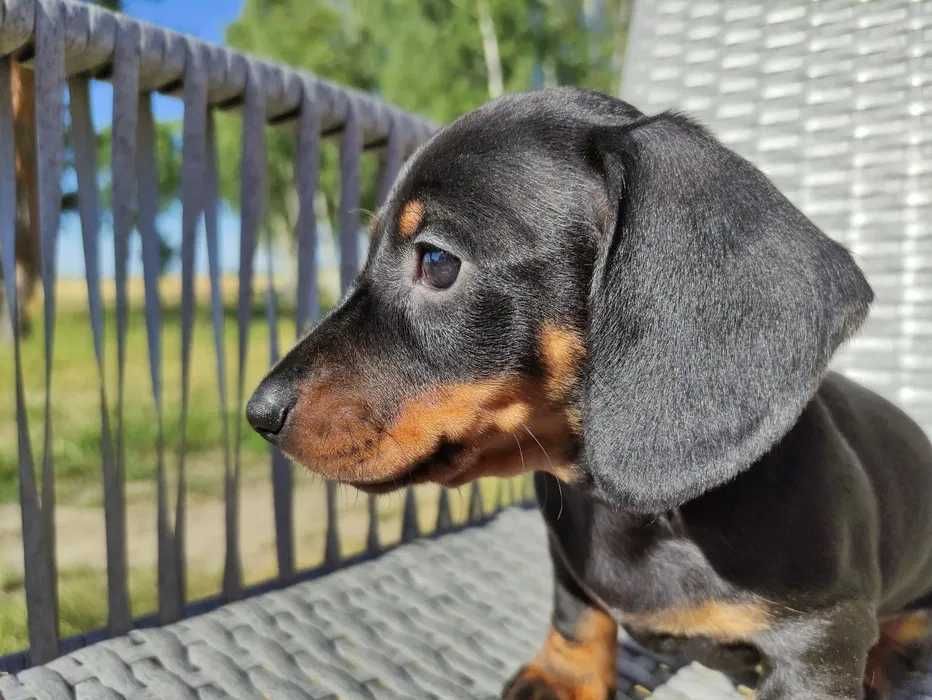 Teckel preto afogueado