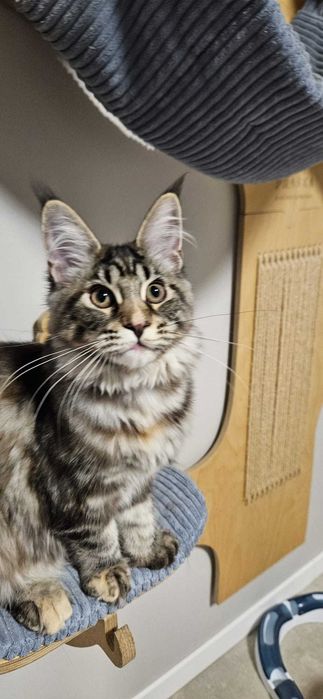 Kotka Maine Coon Kaja