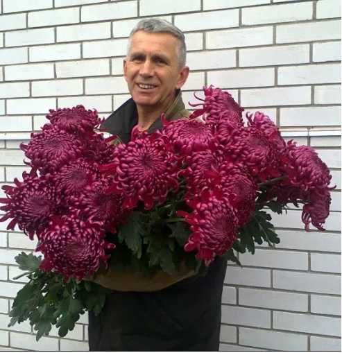 Хризантеми, саджанці в контейнерах!