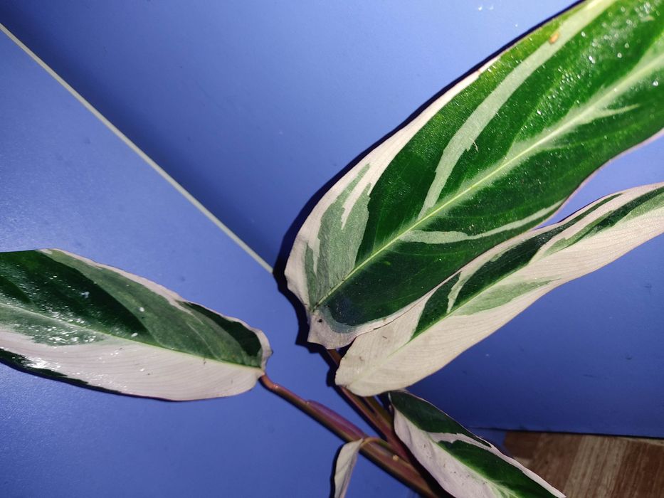 Калатея , монстера альба, строманта, аглонема