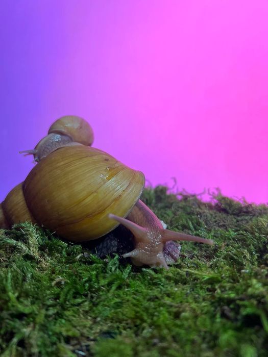 Равлики Ахатина Херсон