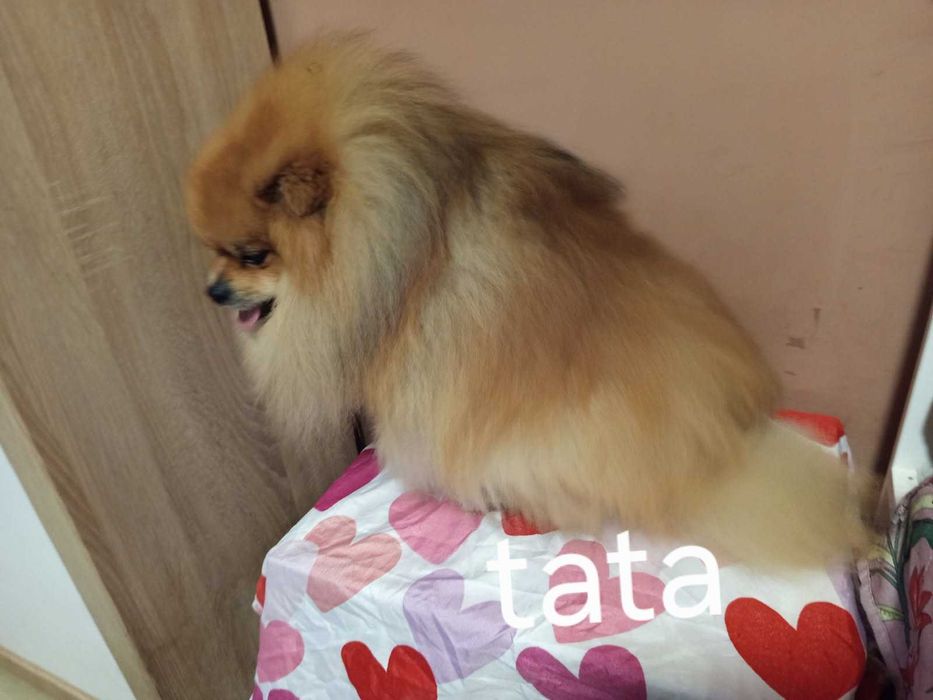 Piękna suczka rasy pomerianian