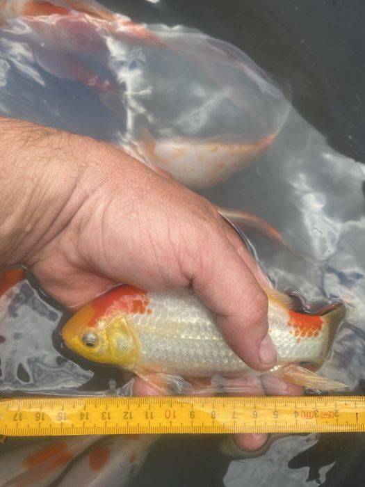 Карп Кои, Комета, рыба для пруда.