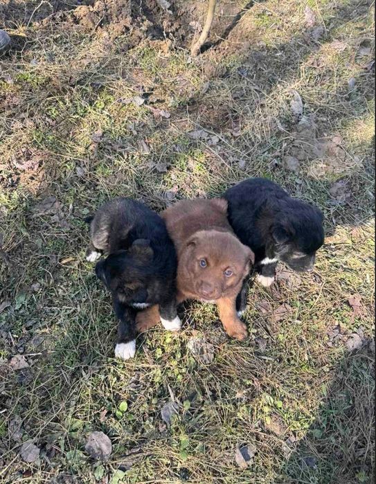 Віддам гарних песиків у добрі руки.