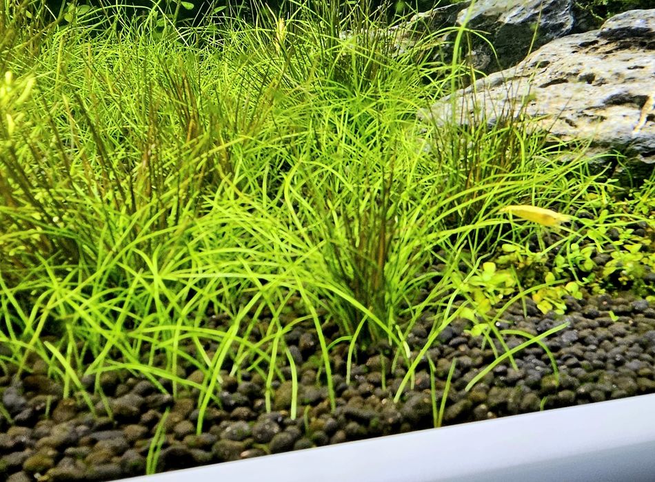 Rośliny akwariowe - bez ślimaków