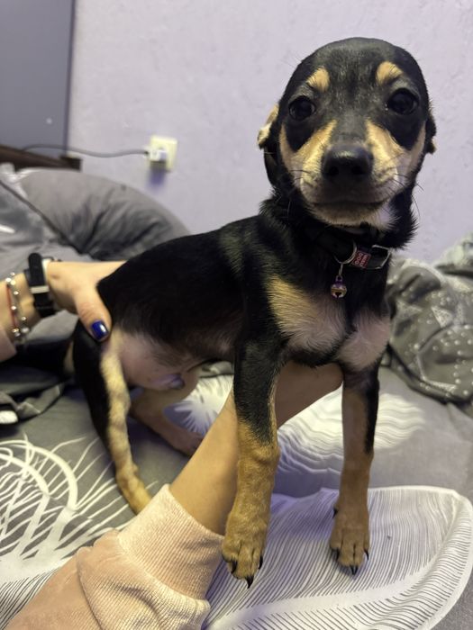 Продам щенков той-терьера