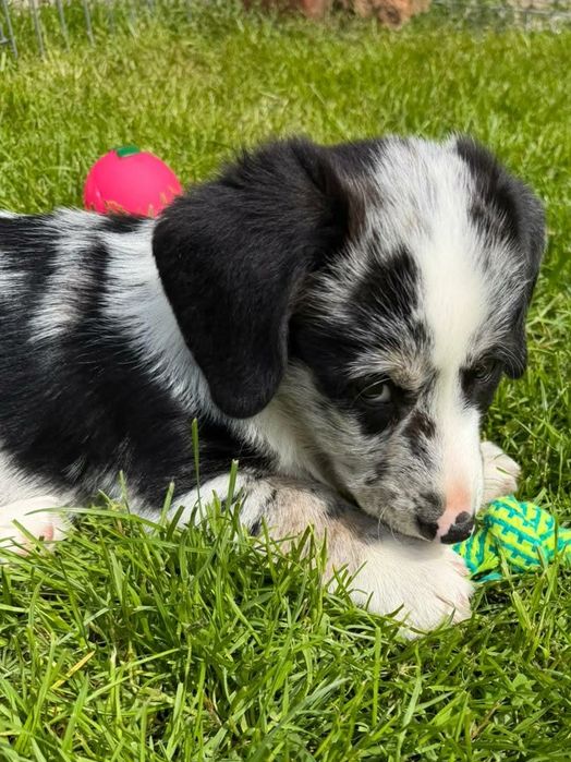Welsh Corgi Cardigan FCI merle