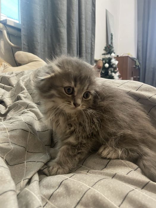 Веслоухие котята,Срочно продаю иза выезда за границу