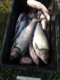 В продажі жива риба: Амур, сом