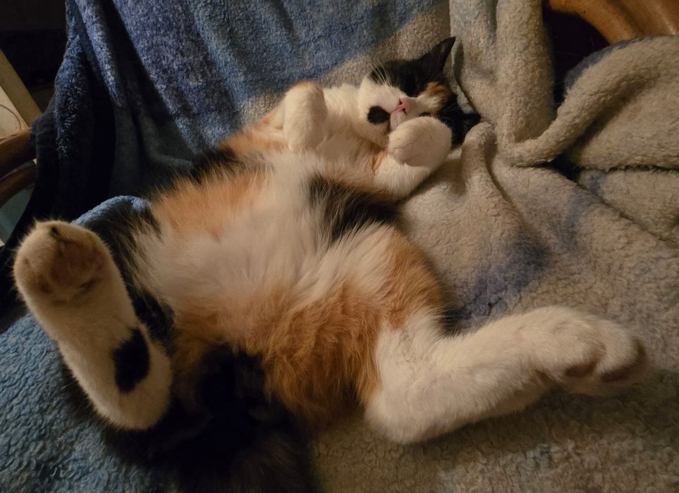 Koty do adopcji Błagamy pomóż Fundacja upada