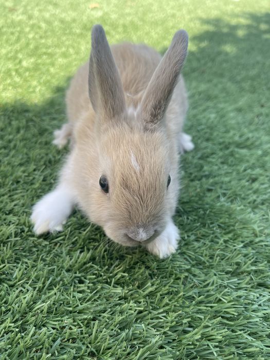 Coelhos mini toy