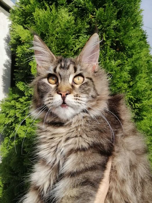 Кошечка, черный мрамор Мейн Кун