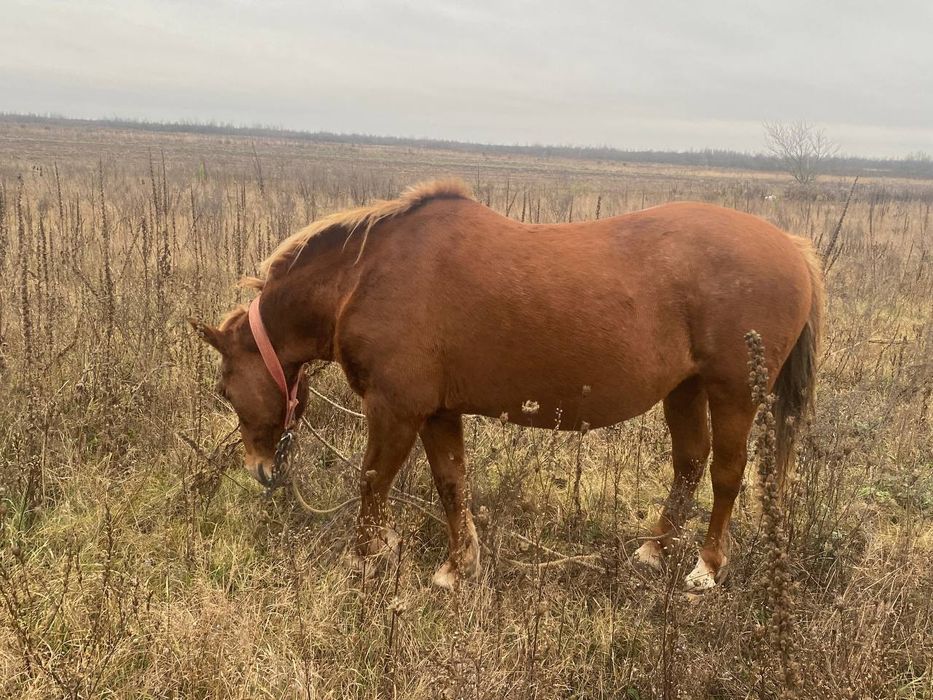 Продається робоча кобила