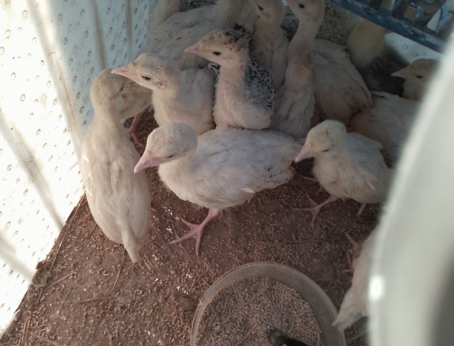 Sprzedam indyki młode