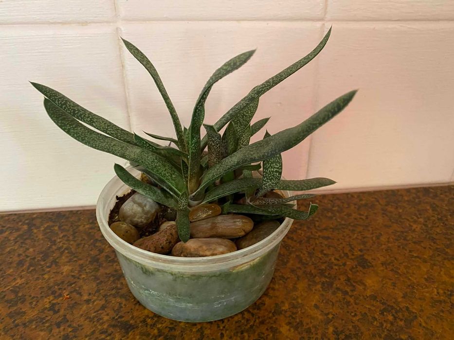 Комнатное растение вазон Гастерия бородавчатая  цветок суккулент