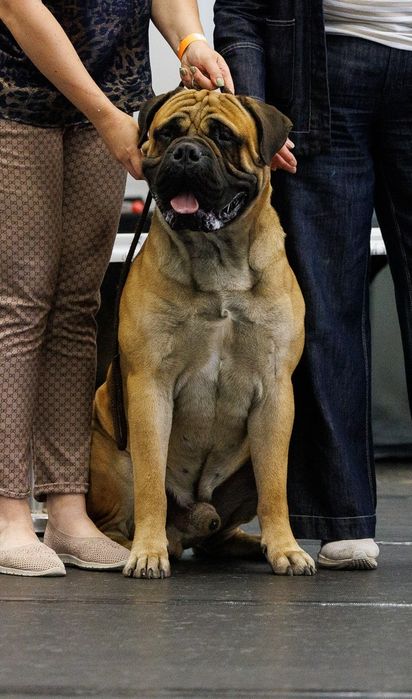 Bullmastiff reproduktor ZKwP/ FCI