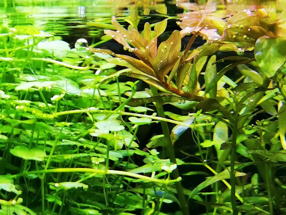 Rotala rotundifolia