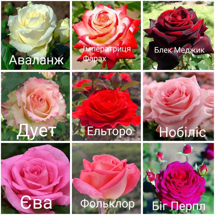 Привиті садженці троянд, саджанці, сажанці, саженцці троянд, роз