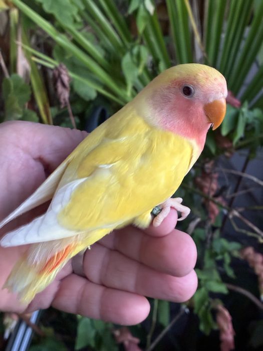 Agapornis domesticado