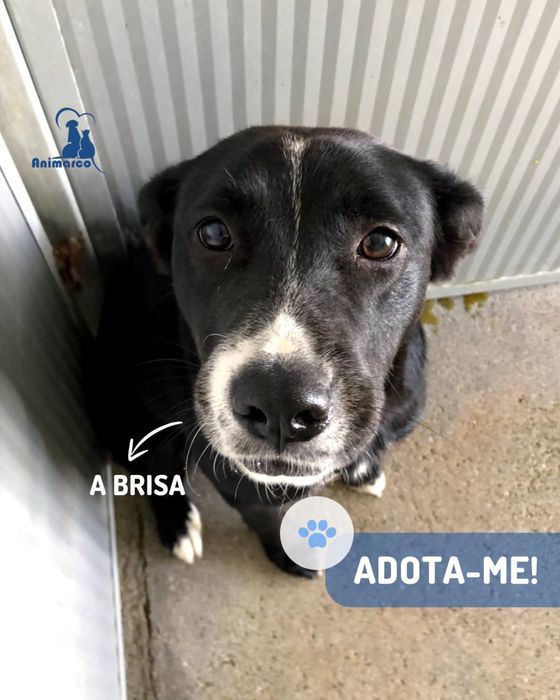 Brisa - cadela porte médio - grande