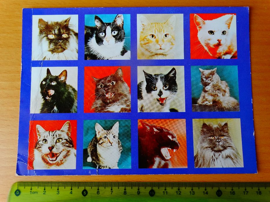 pocztówki wielowidokowe PRL duży format koty grzyby Mickiewicz Wojsko