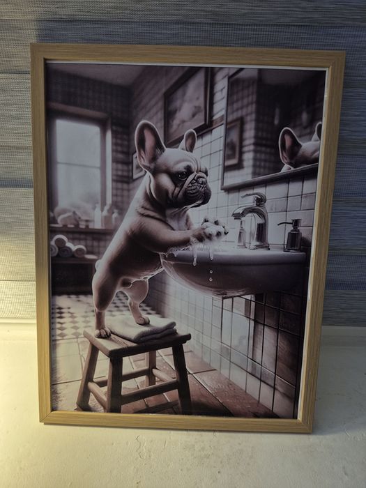 Buldog francuski plakat w ramce