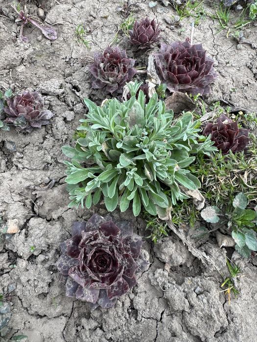 Арабіс, примула, аліссум